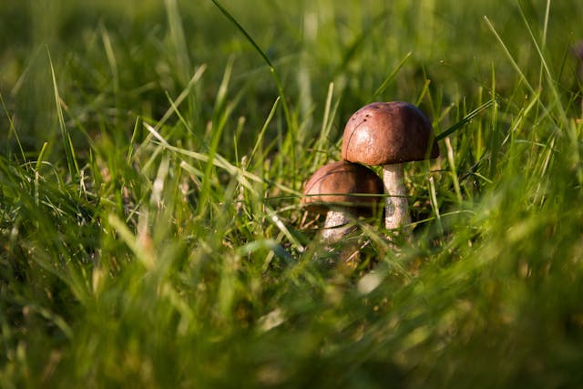Growing Greener: How Thoughtful Lawn Care Shapes Healthier Yards and Stronger Communities