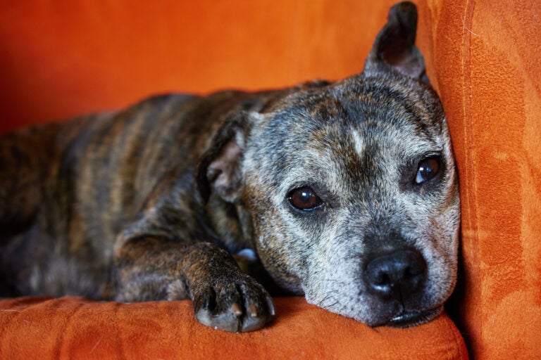 How to Know If Your Senior Dog Is Still Enjoying Life